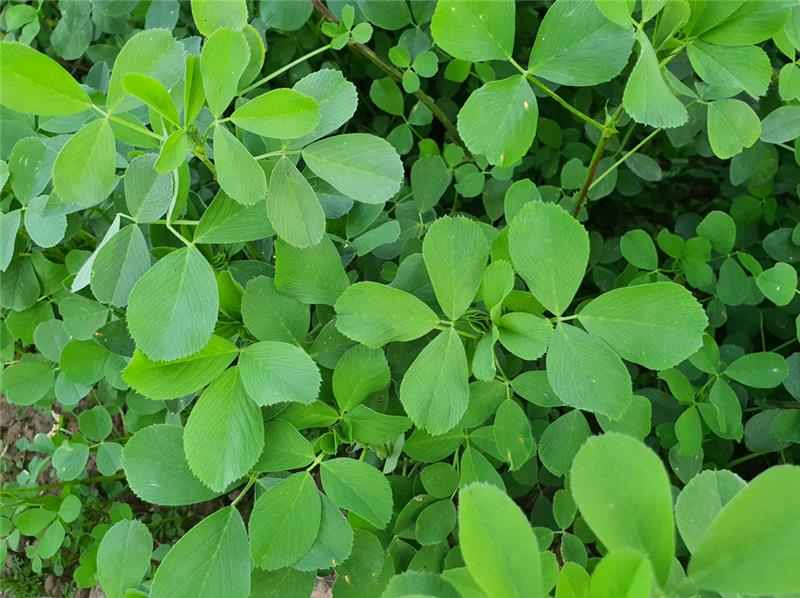 آشنایی با گیاه ارزشمند یونجه
