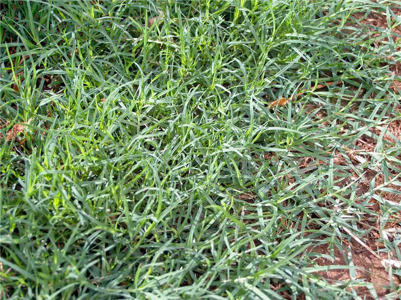 آشنایی و راه های مقابله با علف هرز پنجه مرغی  Cynodon dactylon (L.) 