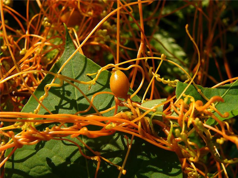 آشنایی با گیاه انگلی سس - راه های مبارزه با علف هرز سس (Cuscuta sp)