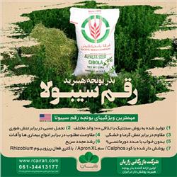 UC Cibola بذر یونجه