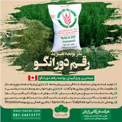 Durango بذر یونجه